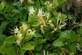Japanese Honeysuckle Vines 7-Pack, Fragrant Climbing Live Plants, Lonicera japonica, Heirloom Alabama