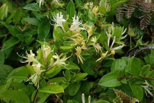 Japanese Honeysuckle Vines 7-Pack, Fragrant Climbing Live Plants, Lonicera japonica, Heirloom Alabama