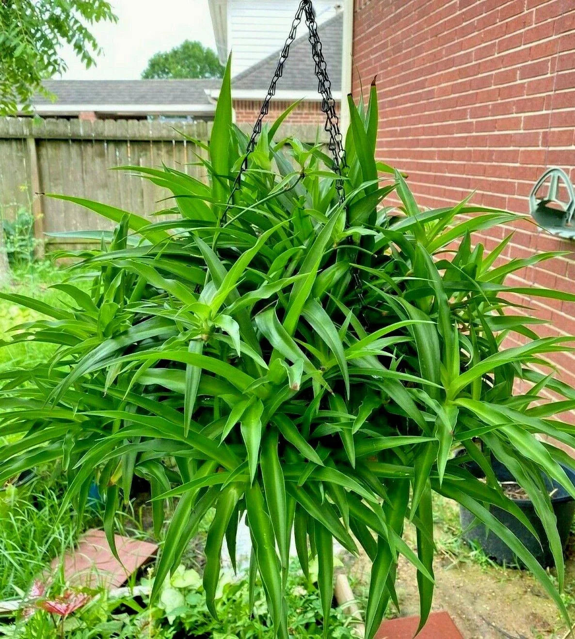 Air Clear House Plant - Spider Plant - All Green - Bare Rooted - 10 Pack
