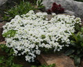 White Alpine Rockcress Seeds - Perennial Flower for Rock Gardens, Borders, Ground Cover - Arabis alpina - 465 Seeds