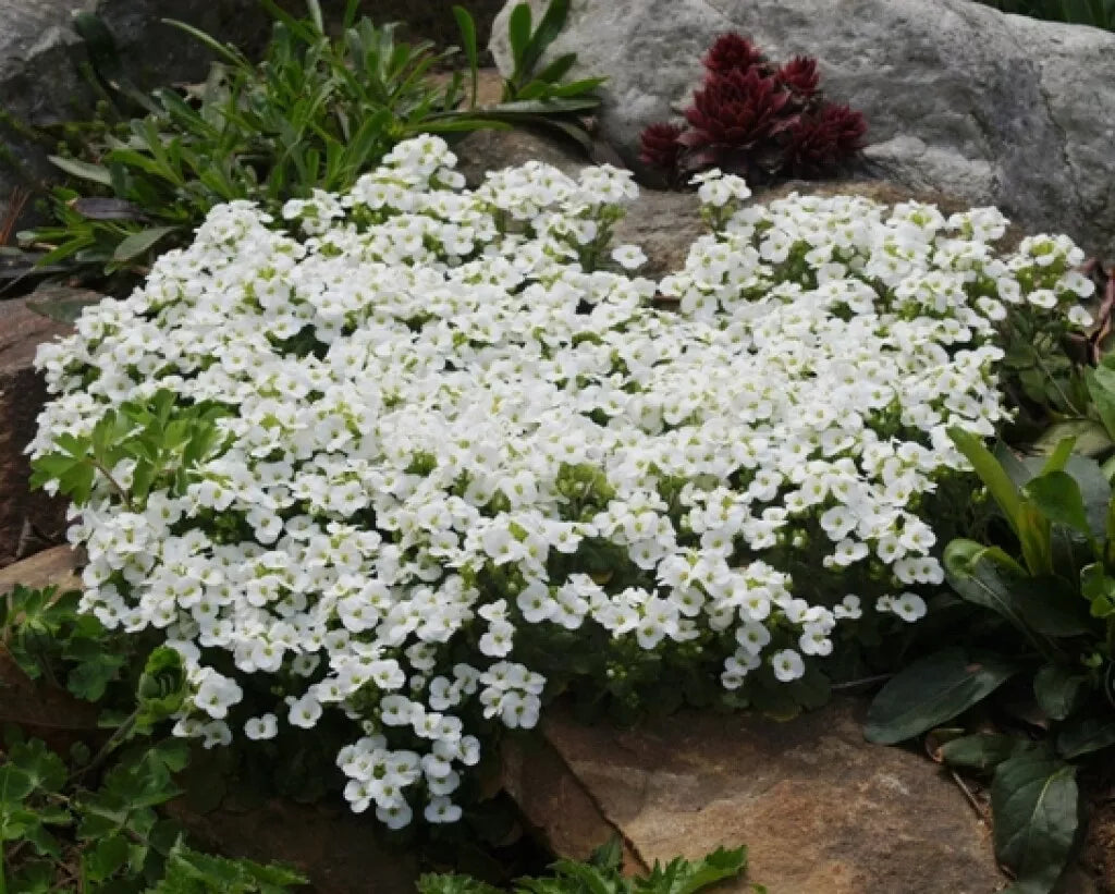 White Alpine Rockcress Seeds - Perennial Flower for Rock Gardens, Borders, Ground Cover - Arabis alpina - 465 Seeds
