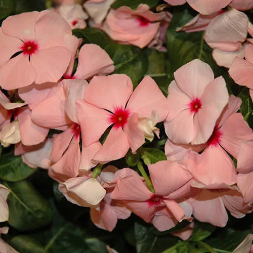 Vinca Seeds 500 Count Sunsplash Apricot Catharanthus roseus Flowering Plant Seeds for Garden Landscape