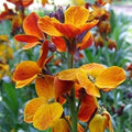 English Wallflower Seeds - 150+ Cheiranthus Cheiri Butterfly Attracting Flower Seeds for Borders & Containers