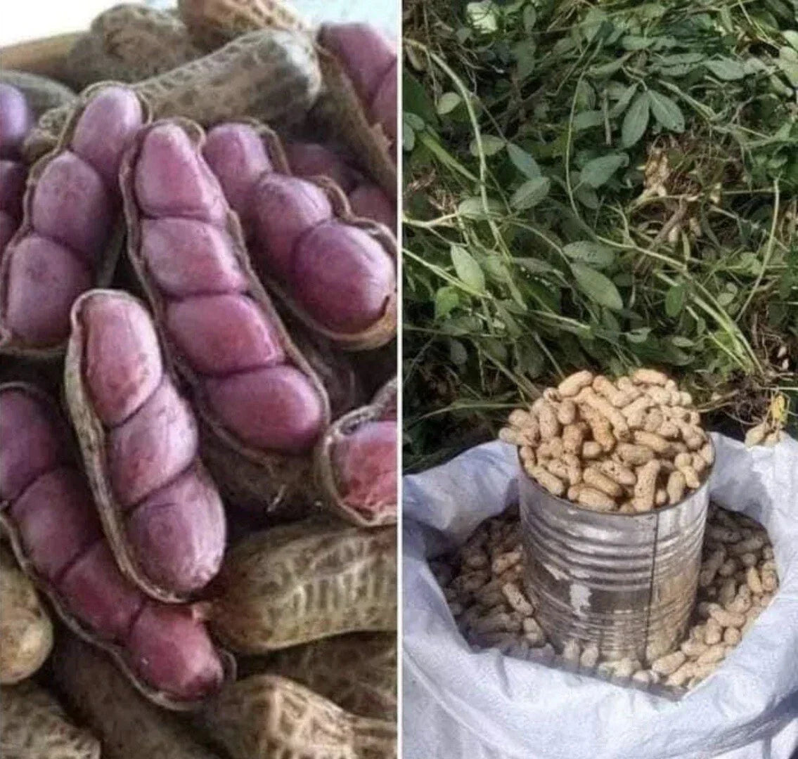 Virginia Jumbo Peanut Seeds - 40+ Count for Planting, Arachis hypogaea, Heirloom, Non-GMO, Large Peanuts, Home Garden, Nut Crop