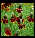Mexican Hat Seeds Pack - Ratibida columnaris Wildflower for Garden & Landscape - Native Perennial, Yellow & Red Flowers