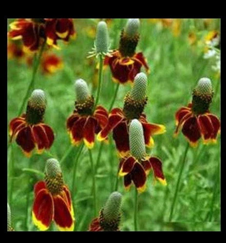 Mexican Hat Seeds Pack - Ratibida columnaris Wildflower for Garden & Landscape - Native Perennial, Yellow & Red Flowers