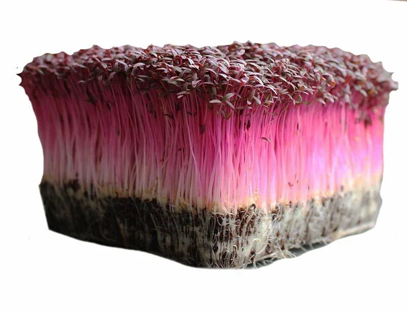 Bulk Microgreen Seeds - Amaranth Red Garnet Vegetable Microgreens Non-GMO for Indoor & Outdoor Gardening