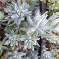 Sedum Blue Spruce Cuttings - 10 Cold Hardy Trailing Succulents for Garden & Indoor Use - Sedum reflexum