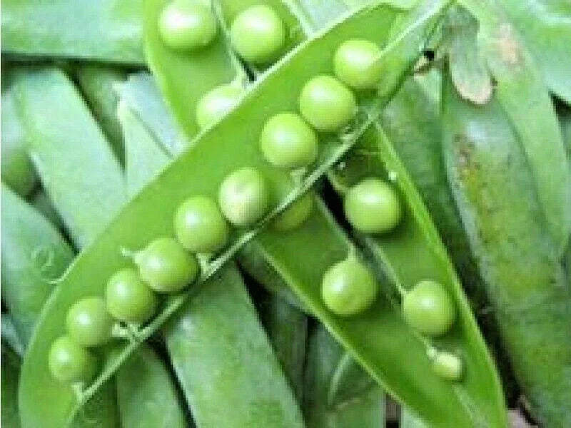 Lincoln Shelling Pea Seeds - Heirloom Pisum sativum Vegetable Seeds for Spring & Fall, Climbing, 50+ Seeds