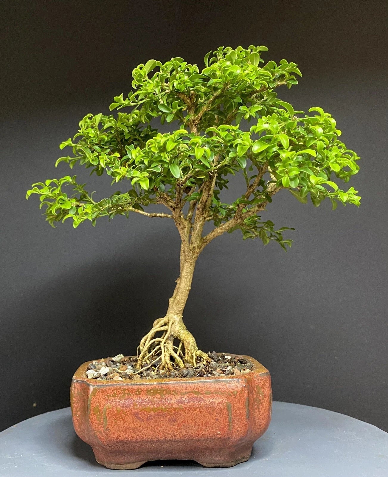 Kingsville Boxwood Bonsai Tree 9” in Chinese Glazed Pot, Potted Buxus microphylla var. japonica, Indoor/Outdoor Decorative Plant