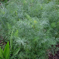 Dukat Dill Seeds 500 Non-GMO Heirloom Anethum graveolens for Culinary & Garden Use
