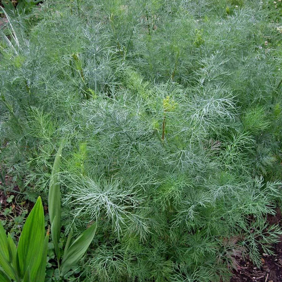 Dukat Dill Seeds 500 Non-GMO Heirloom Anethum graveolens for Culinary & Garden Use