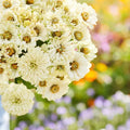Cactus Snowman Zinnia Seeds Pack of 100+ | Bright Multi-Color Annual Flowers | Zinnia elegans for Garden & Container Planting