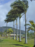 15 King Palm Seeds - Bangalow Piccabeen - Tropical Garden Planting - Archontophoenix alexandrae & Syagrus spp.