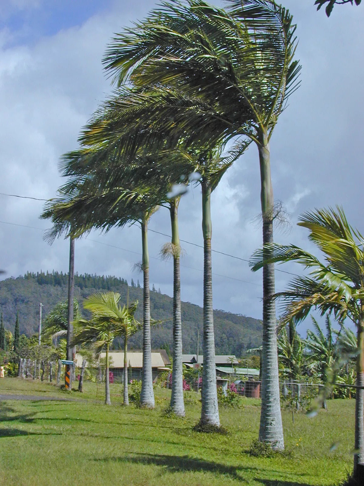 15 King Palm Seeds - Bangalow Piccabeen - Tropical Garden Planting - Archontophoenix alexandrae & Syagrus spp.