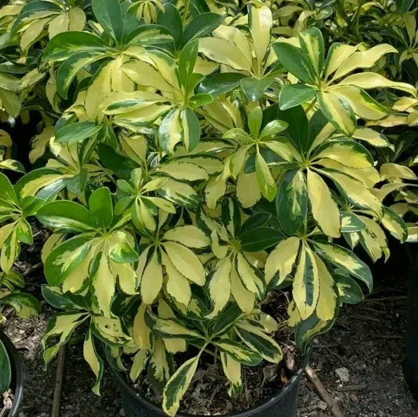 Variegated Schefflera Plant Cuttings | Indoor Houseplant | Green & Cream Foliage | Schefflera arboricola