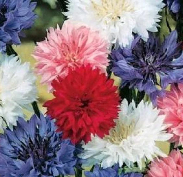 Bachelor Button Seeds Dwarf Mix - 100 Polka Dot Centaurea cyanus Flower Seeds for Borders & Containers