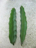 Aussie Gold Dragon Fruit Cuttings 8-12" Fresh Isis Gold Hylocereus undatus