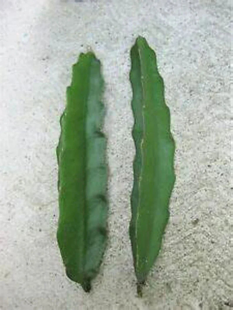 Aussie Gold Dragon Fruit Cuttings 8-12" Fresh Isis Gold Hylocereus undatus