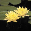 Large Pink or Yellow Water Lily Tuber - Fully Rooted Live Plant, Winter Hardy, Nymphaea spp.