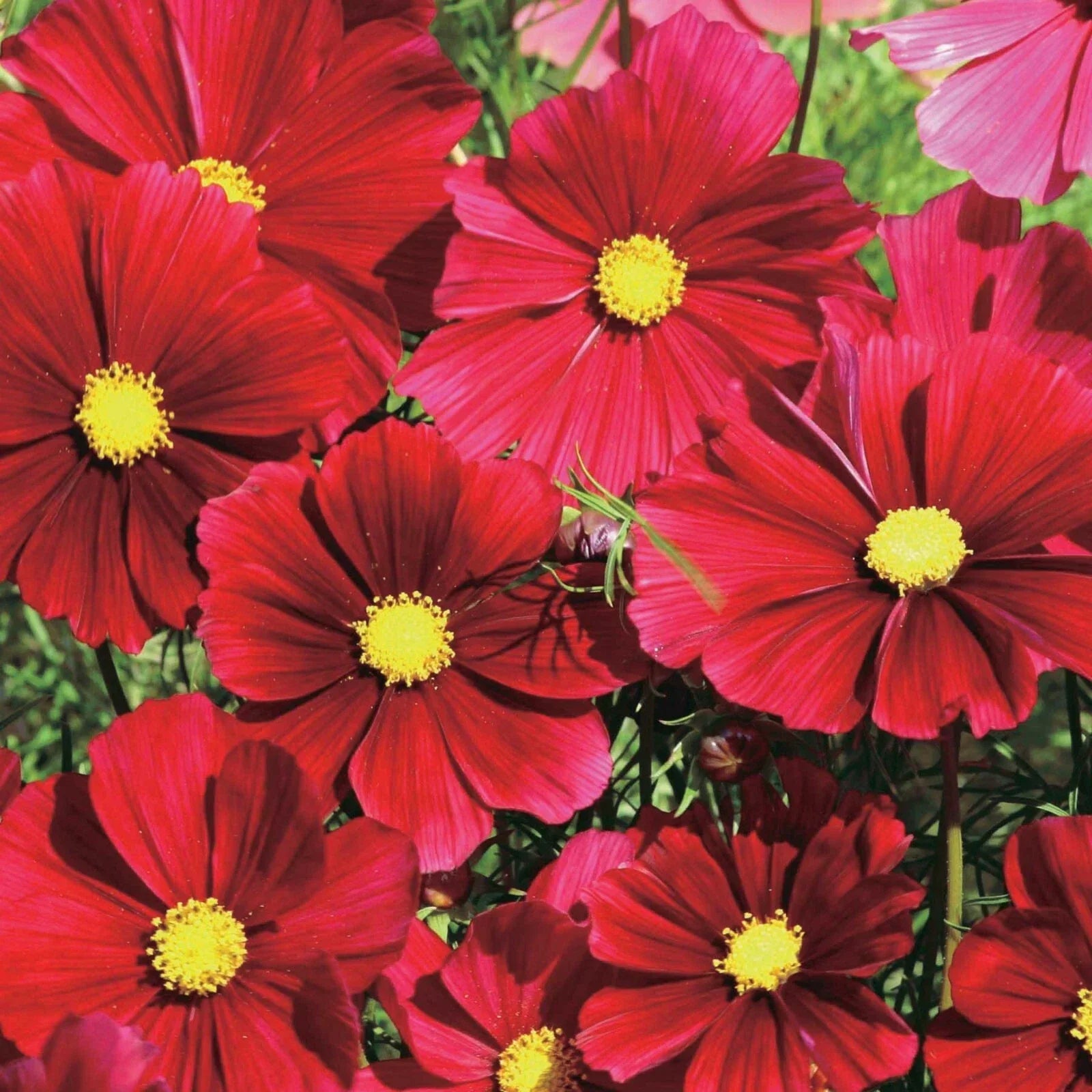Dazzler Cosmos Seeds - 200+ Pack for Garden Planting - Bright Pink, Purple, White - Cosmos bipinnatus - Annual Flowers