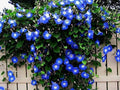 Blue Climbing Vine Seeds - 50 Pack for Landscaping - Thunbergia alata - Fast-Growing Climber for Fences & Trellises