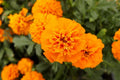 Mandarin Marigold Seeds Pack of 25+ | Tagetes erecta Garden Flower for Beds & Containers | USA Grown