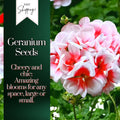 Geranium Seeds Packet - 100 Non-GMO Pelargonium Fragrant Blooms for Garden, Containers & Window Boxes