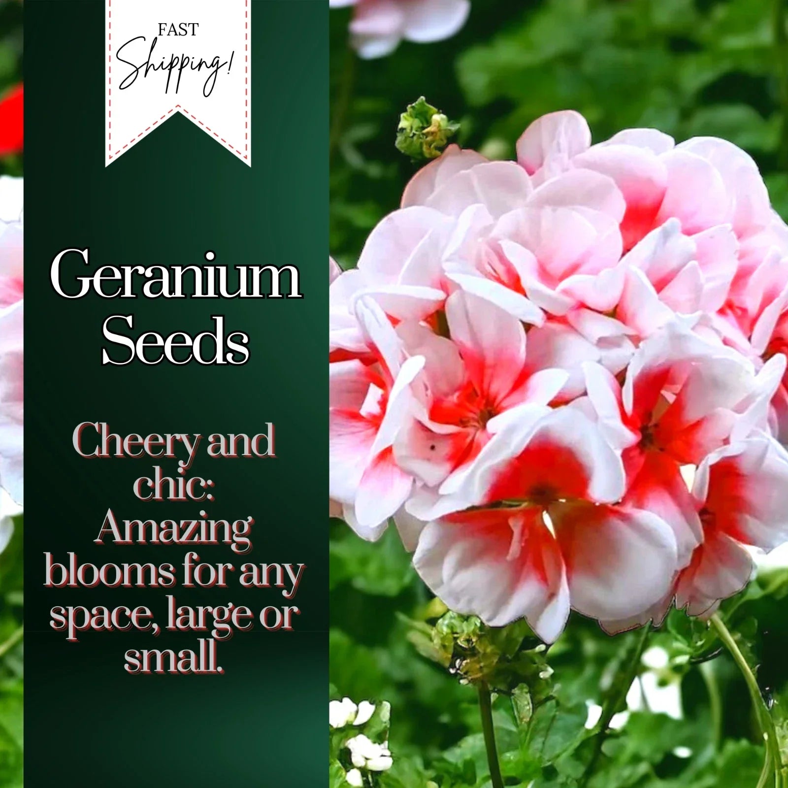 Geranium Seeds Packet - 100 Non-GMO Pelargonium Fragrant Blooms for Garden, Containers & Window Boxes