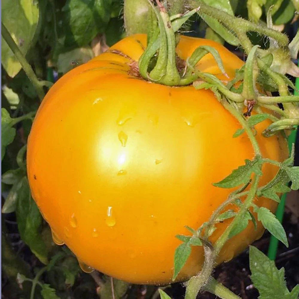 Golden Jubilee Heirloom Tomato Starter Plants - Set of 2, 4-6 Inches, Lycopersicon lycopersicum, Heirloom, Full Sun