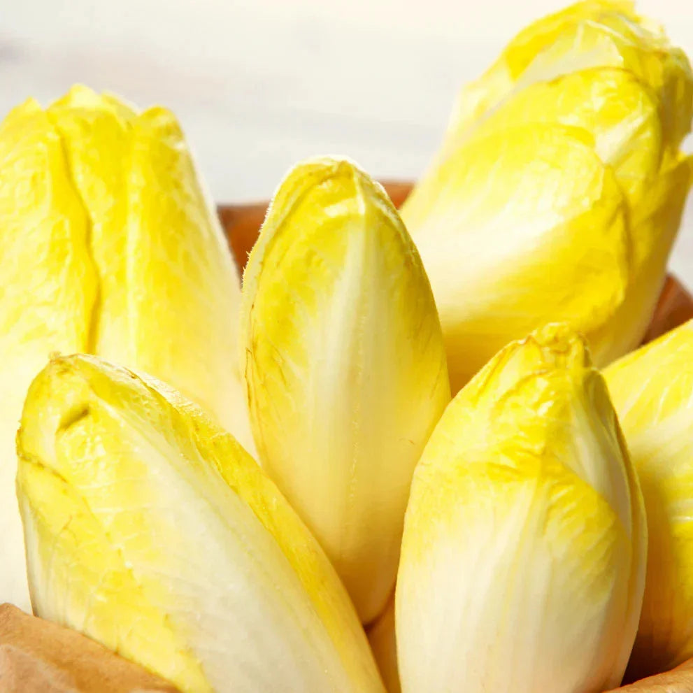 Belgian Endive Seeds - Pale Yellow White Witloof Chicory, Cichorium intybus var. foliosum, Seed Packet