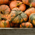 Speckled Hound Pumpkin Seeds – 25+ Non-GMO Cucurbita pepo for Garden Planting, Decorative & Culinary Use, USA Grown