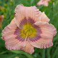 Live Daylilies 10-Pack Pastel Lavender Hemerocallis 'Pastilline' Perennial Flowering Plants for Garden Beds & Containers