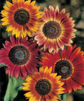 Evening Sun Sunflower Seeds - Helianthus bicolor Red Orange Pack for Vibrant Garden Blooms, Attract Pollinators, Easy to Grow