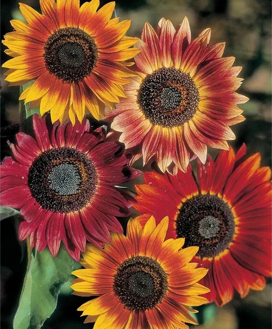Evening Sun Sunflower Seeds - Helianthus bicolor Red Orange Pack for Vibrant Garden Blooms, Attract Pollinators, Easy to Grow