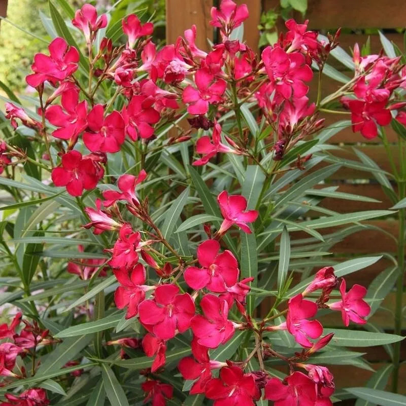 Oleander Seeds 50 Count Scarlet Red Nerium oleander Fresh Seeds for Garden, Landscape, 2025