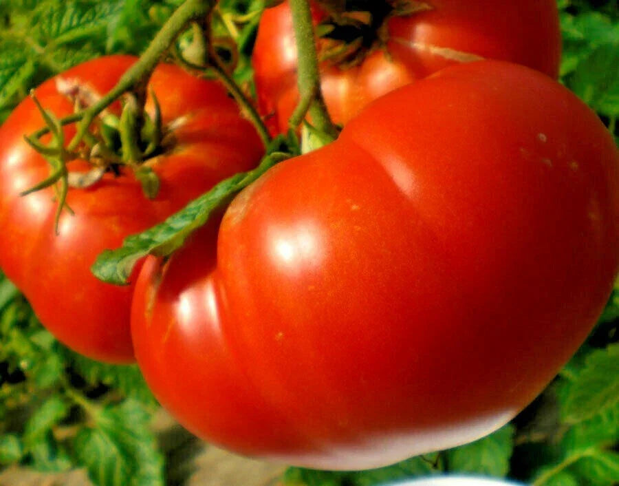 Organic Heirloom Mortgage Lifter Tomato Seeds - 50+ Juicy Fruit for Containers - Solanum lycopersicum