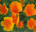 California Orange Poppy Flower Seeds - 300+ Perennial Garden Seeds, Bees Friendly, Eschscholzia californica