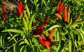 Fresh Thai Bird Pepper Seeds - 20 Count, Capsicum annuum, Spicy Hot Peppers for Garden & Cooking