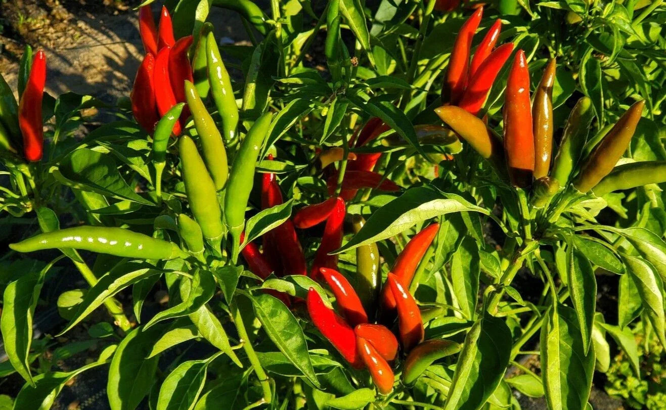 Fresh Thai Bird Pepper Seeds - 20 Count, Capsicum annuum, Spicy Hot Peppers for Garden & Cooking