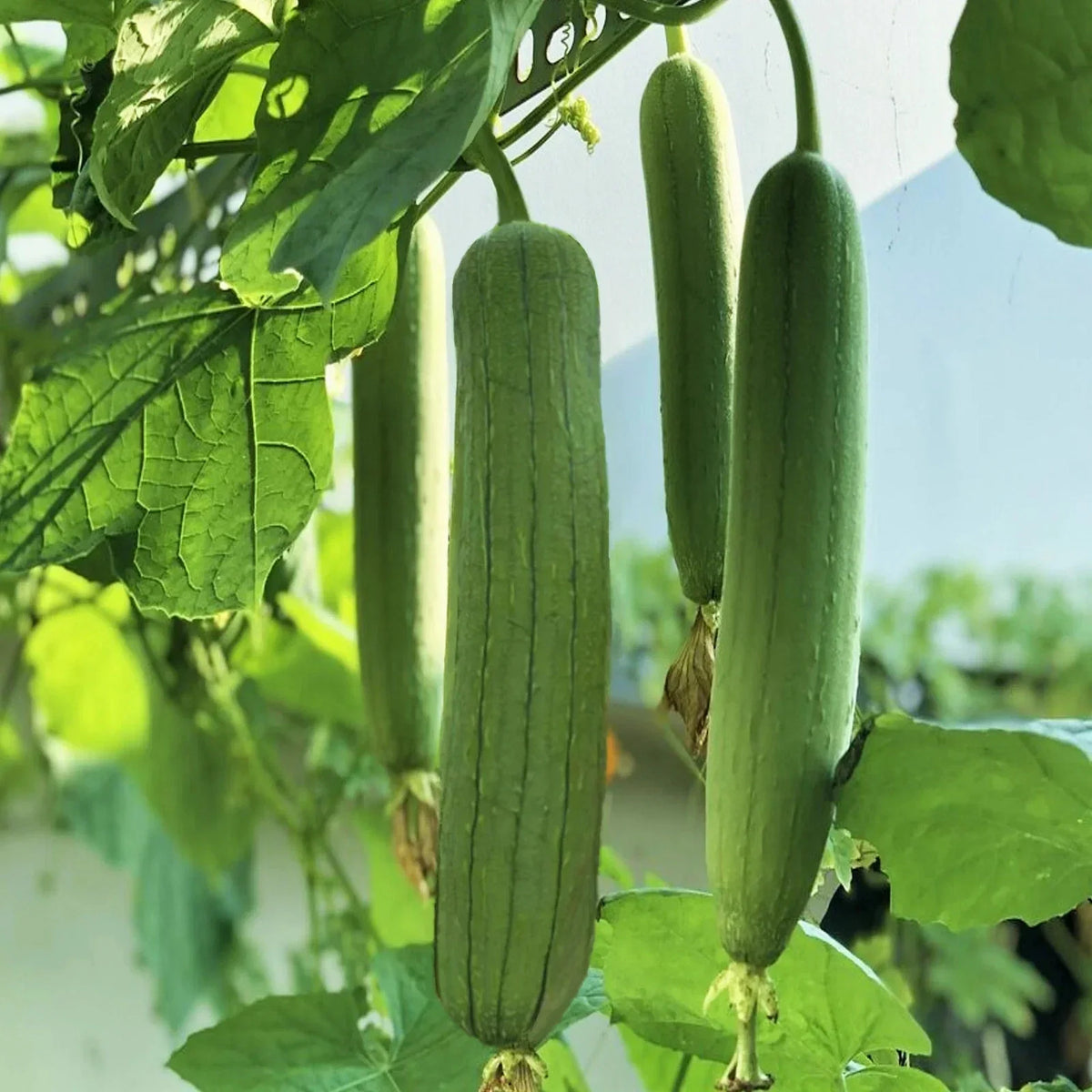 Tri Leaf Smooth Luffa Gourd Seeds - Medium Wide Sponge, Luffa aegyptiaca, Climbing Vine, Organic Gardening, Natural Scrubbing