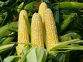 Peaches & Cream Organic Sweet Corn Seeds - Non-GMO Zea mays var. saccharata, Bi-color, 30 Seeds for Garden, Fresh Eating, Canning