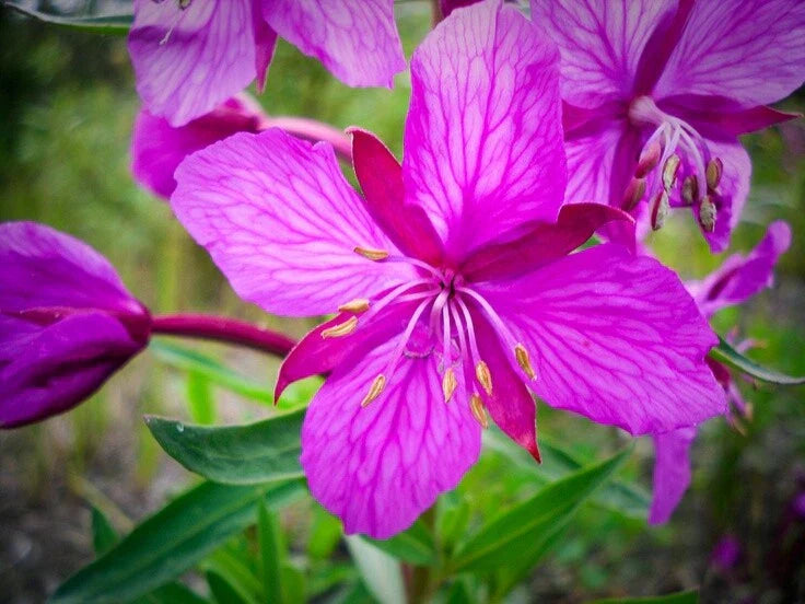 Fireweed Rhizome - Perennial Plant for Gardens & Landscapes - Chamaenerion angustifolium