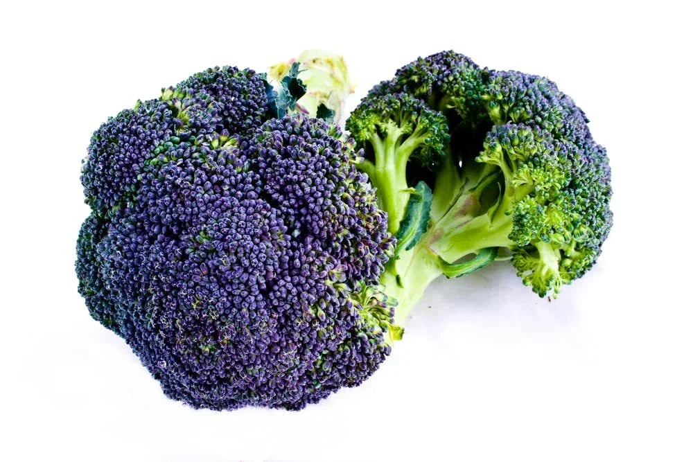 Burgundy Broccoli Seeds - Heirloom Brassica oleracea var. italica for Home Garden, Full Size Plants, 25 Seeds