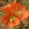 Scarlet Globe Mallow Seeds - 15 Fresh Rare Prairie Mallow Sphaeralcea coccinea for Pollinators