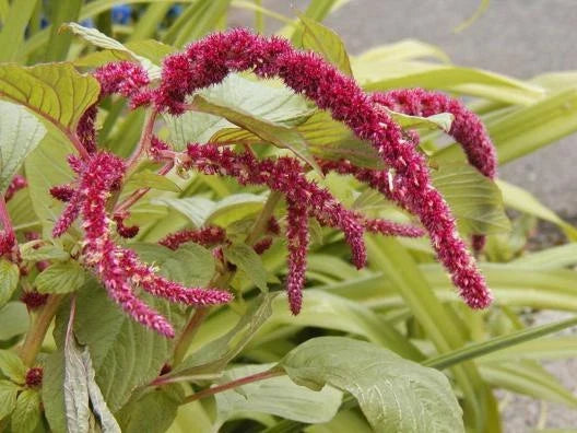 Amaranthus caudatus Seeds - Love Lies Bleeding Red Ropes Flowers - Garden, Cut Flower, Full Sun
