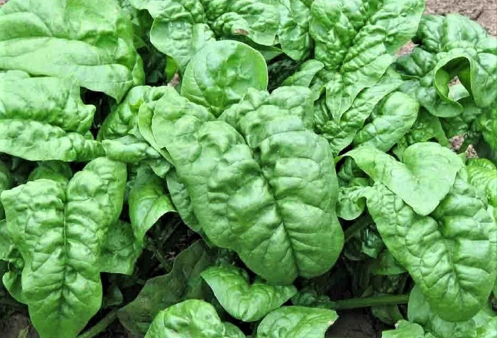Noble Giant Spinach Seeds - Non-GMO Spinacia oleracea for Home Gardening, Large Tender Leaves, Bountiful Harvest