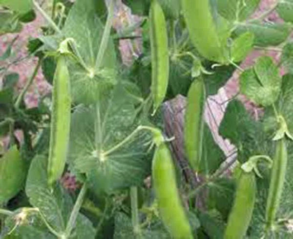 Heirloom Pea Seeds Little Marvel Pisum sativum Non-GMO 100+ for Home Garden, Container, Raised Bed, Sweet, Tender Pods