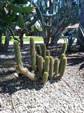 12" Echinopsis Spachiana Golden Torch Cactus Cutting - Succulent Indoor Plant, Drought Tolerant, Low Maintenance, Ornamental Garden Decor