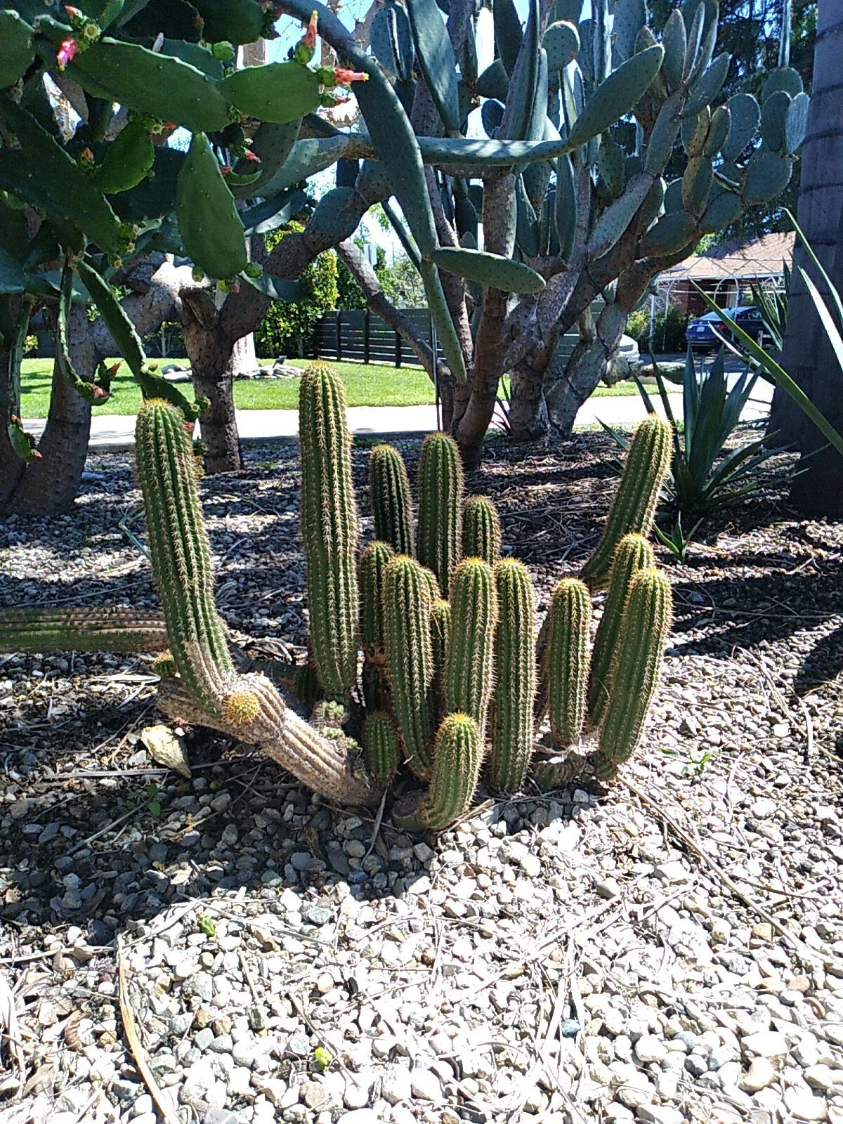 12" Echinopsis Spachiana Golden Torch Cactus Cutting - Succulent Indoor Plant, Drought Tolerant, Low Maintenance, Ornamental Garden Decor